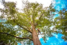 Best Tree Maintenance Programs  in Cameron, WI