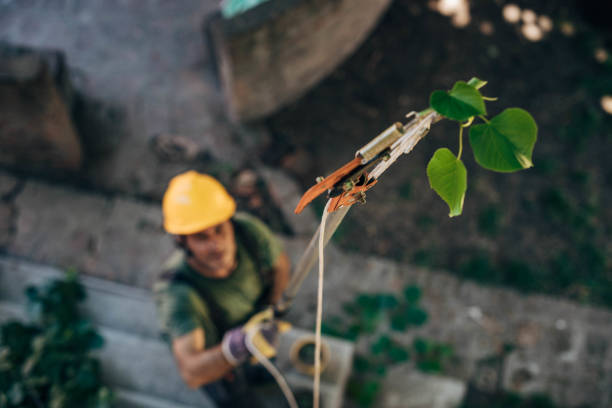 Best Emergency Tree Removal  in Cameron, WI