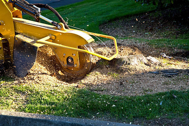 Best Leaf Removal  in Cameron, WI